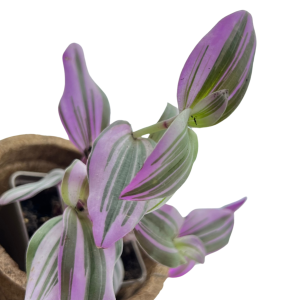 Tradescantia albiflora var. Nanouk Trzykrotka - Żywa Roślina Do Terrarium