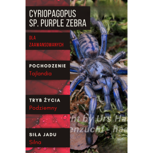 PAJĄK PTASZNIK MELOPEUS (EX. CYRIOPAGOPUS) SP. PURPLE ZEBRA L1