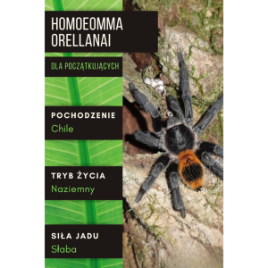 PAJĄK PTASZNIK HOMOEOMMA ORELLANAI L1
