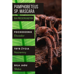 PAJĄK PTASZNIK PAMPHOBETEUS SP. MASCARA L1