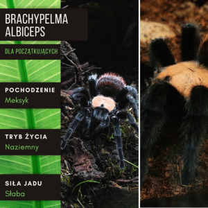 PAJĄK PTASZNIK BRACHYPELMA ALBICEPS 2 - 2,5 DC SAMICA