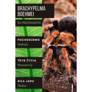 PAJĄK PTASZNIK BRACHYPELMA BOEHMEI L2