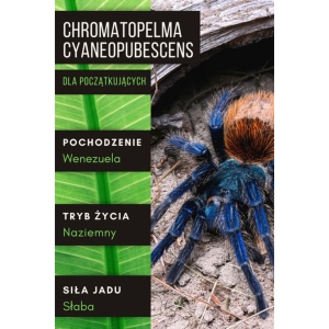 PAJĄK PTASZNIK CHROMATOPELMA CYANEOPUBESCENS 2 - 2,5 DC SAMIEC