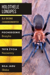 PAJĄK PTASZNIK HOLOTHELE LONGIPES L5