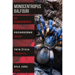 PAJĄK PTASZNIK MONOCENTROPUS BALFOURI L2