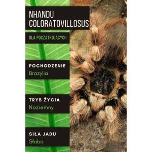PAJĄK PTASZNIK NHANDU COLORATOVILLOSUS L5