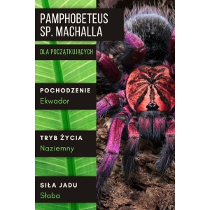 PAJĄK PTASZNIK PAMPHOBETEUS SP. MACHALA L1