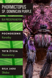 PAJĄK PTASZNIK PHORMICTOPUS SP. DOMINICAN PURPLE L2