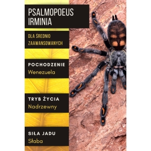 PAJĄK PTASZNIK PSALMOPOEUS IRMINIA L2