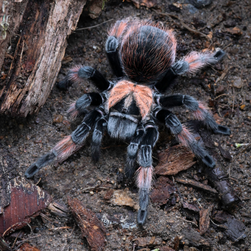 a2e32ac271663c4ddc70f0f8c2574852