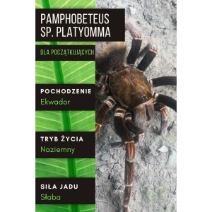 PAJĄK PTASZNIK PAMPHOBETEUS SP. PLATYOMMA L2/3