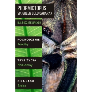 PAJĄK PTASZNIK PHORMICTOPUS SP. GREEN GOLD CARAPAX L2/3 