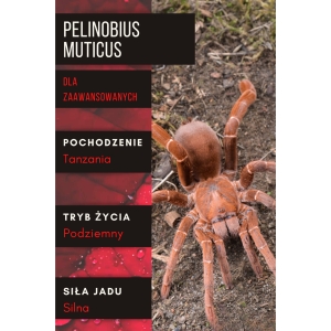PAJĄK PTASZNIK PELINOBIUS MUTICUS L3