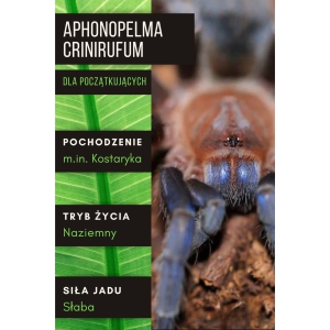 PAJĄK PTASZNIK APHONOPELMA CRINIRUFUM L1