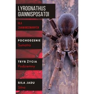 PAJĄK PTASZNIK LYROGNATHUS GIANNISPOSATOI L1