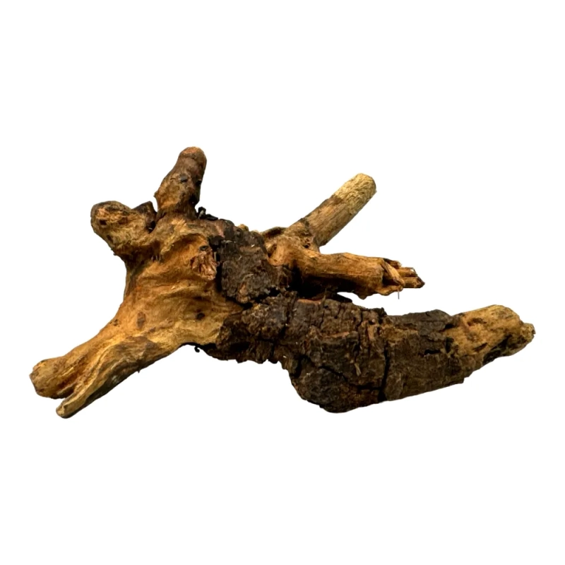 maly-korzen-do-terrarium