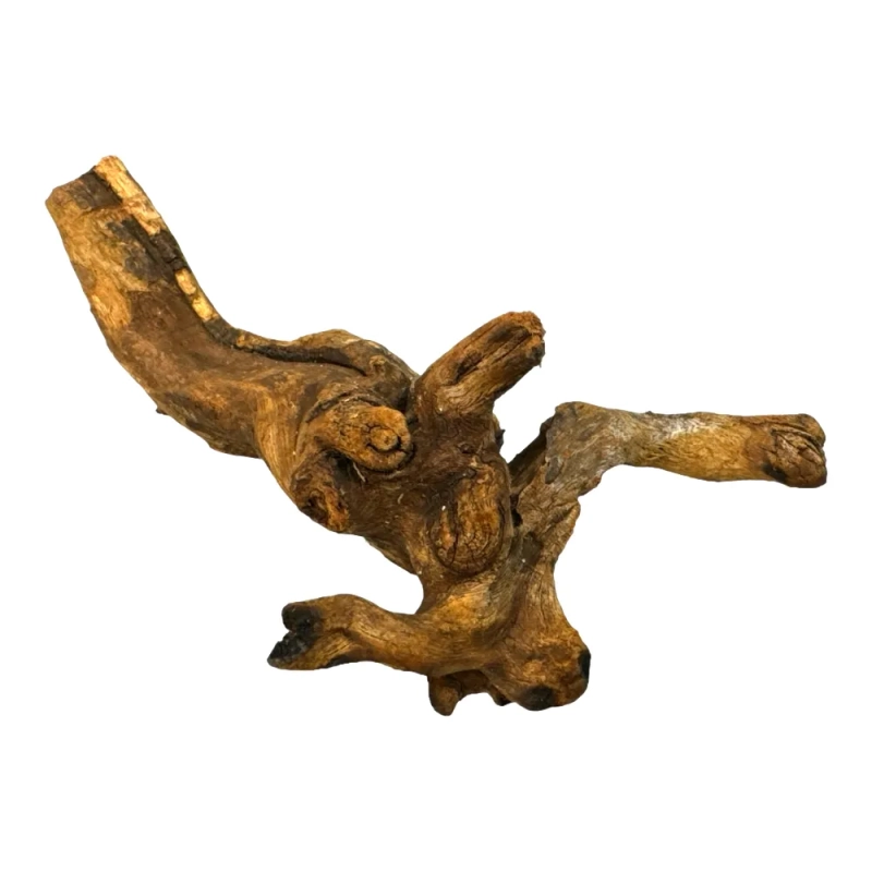 korzen-nieplesniejacy