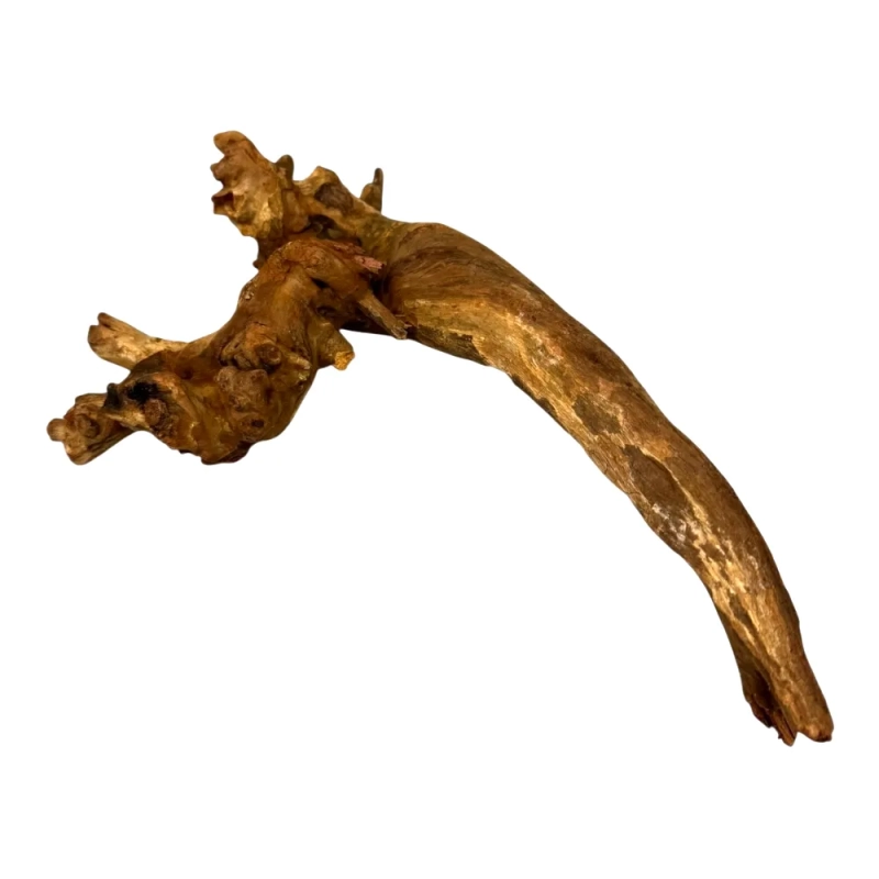 korzen-nieplesniejacy