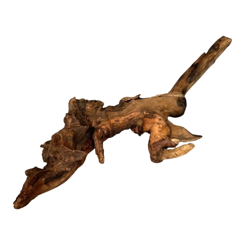 maly-korzen-do-terrarium