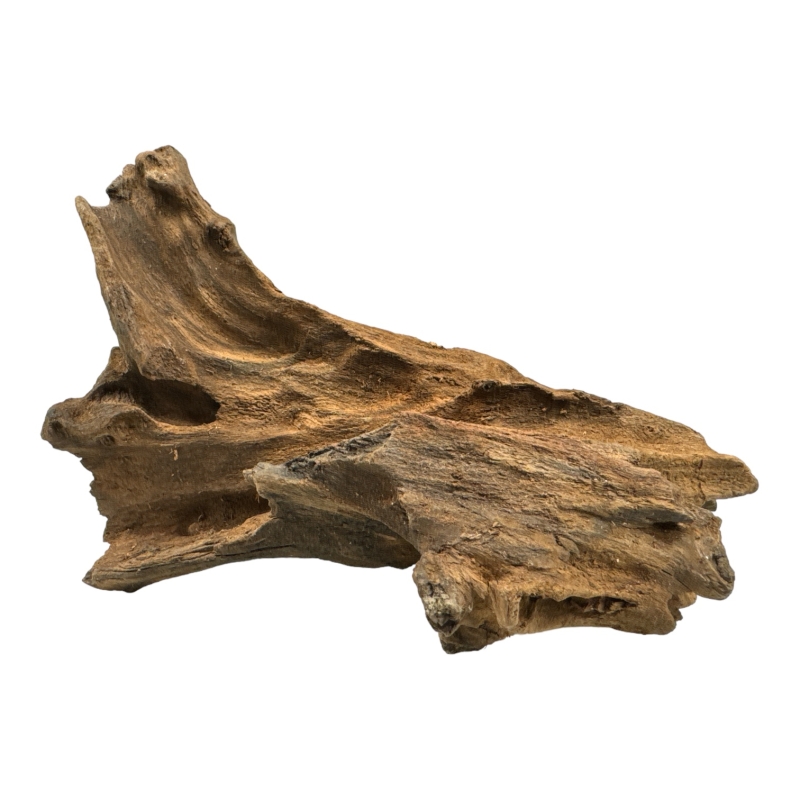 mangorowiec-do-terrarium