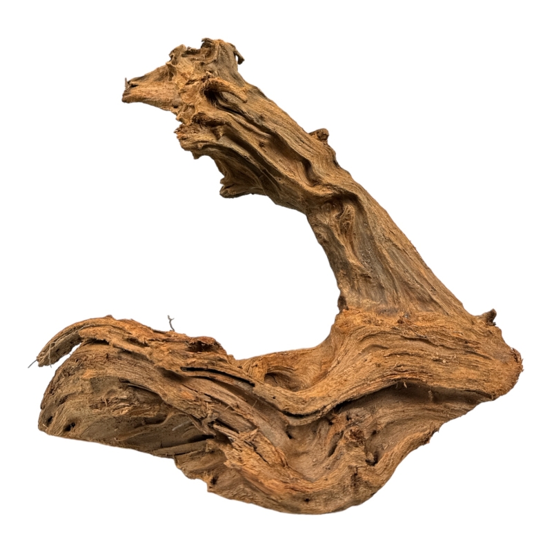 korzen-dla-modliszki