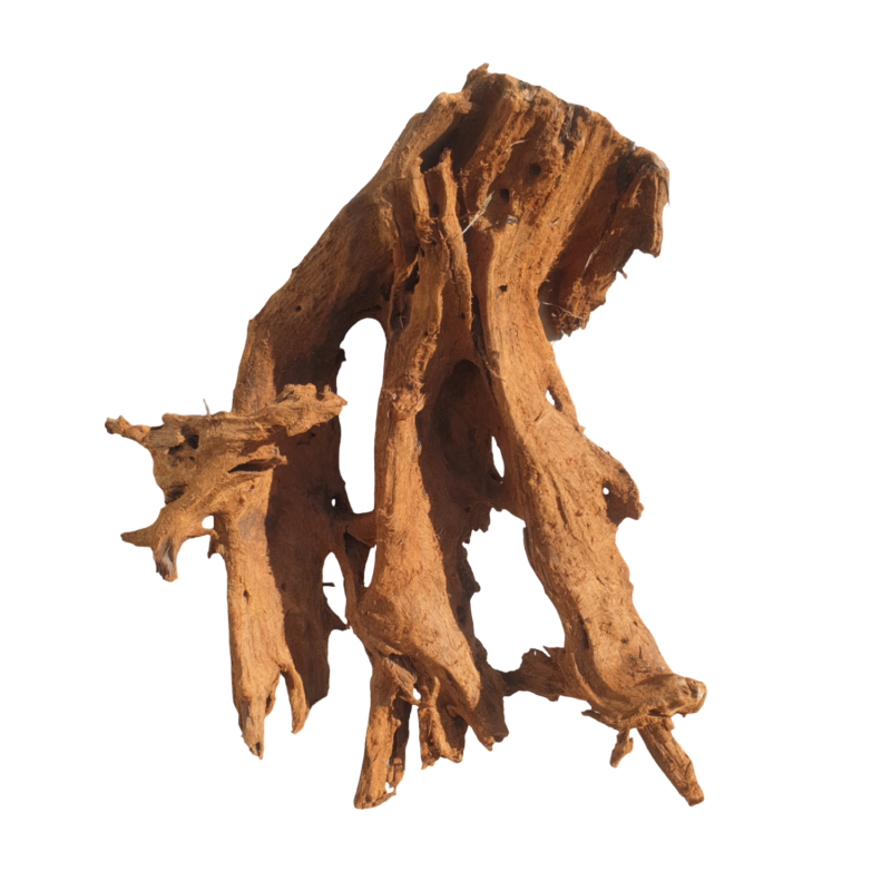 duzy-korzen-mangrowca-do-terrarium