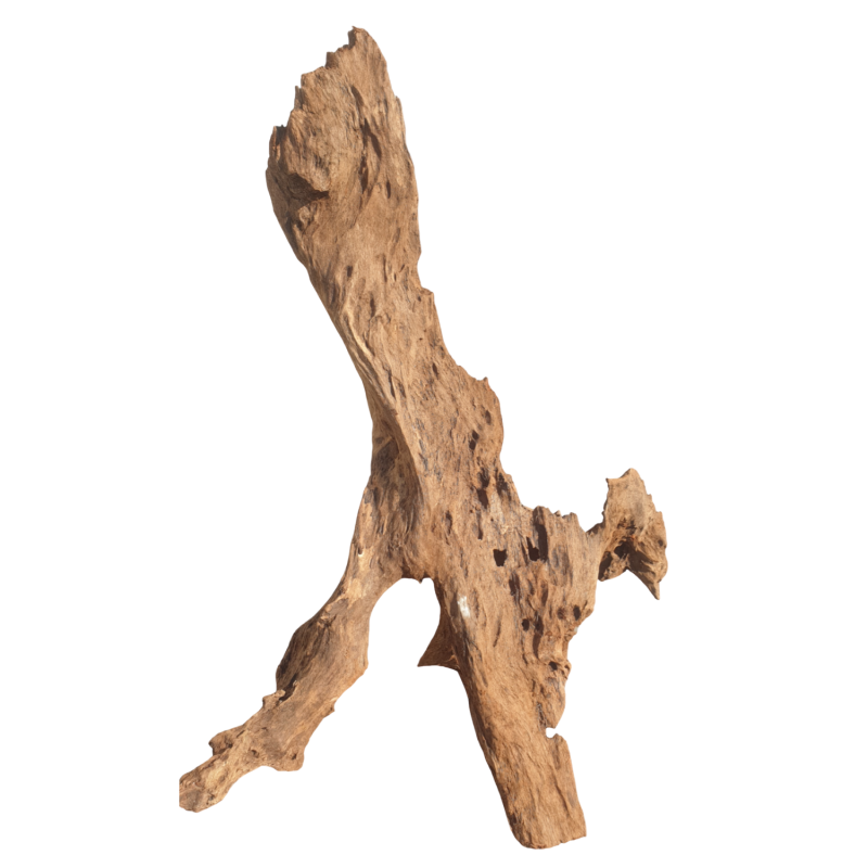 korzen-nieplesniejacy