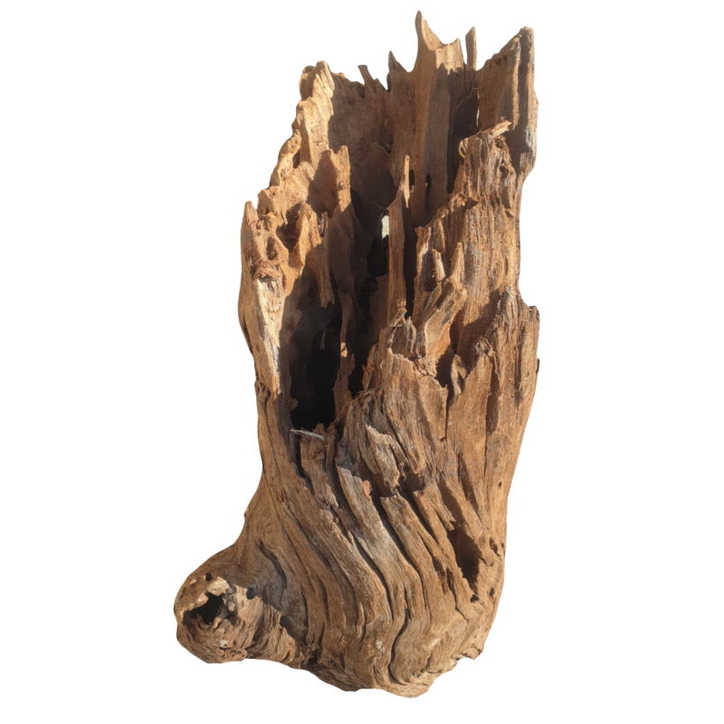 sredni-korzen-terrarystyczny