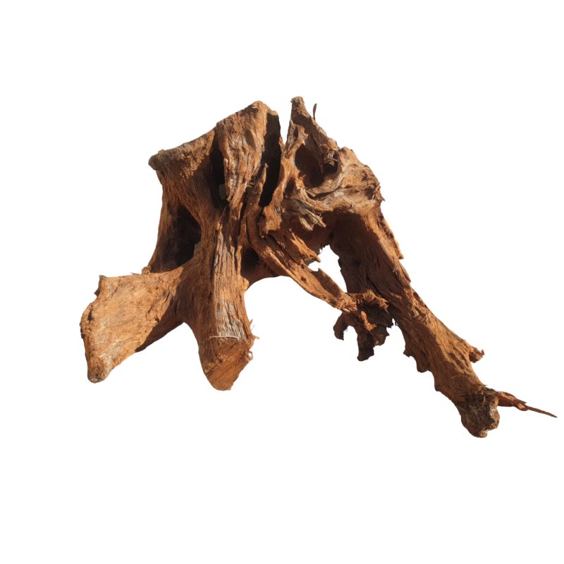 korzenie-dekoracyjne