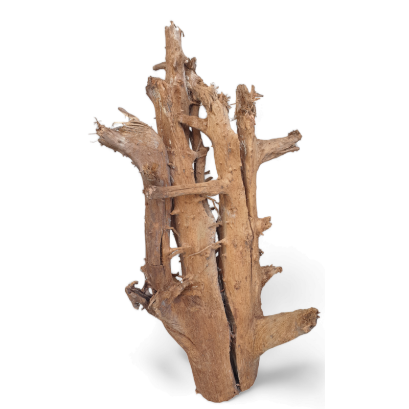 duzy-korzen-terrarystyczny