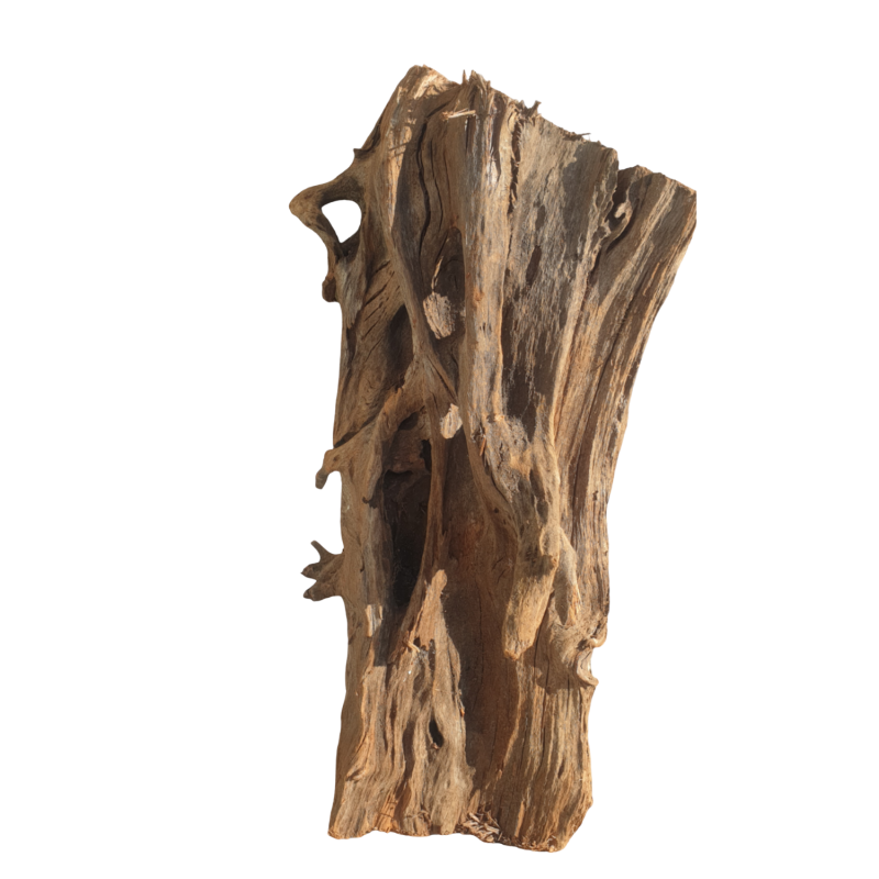 duzy-korzen-mangrowca-do-terrarium