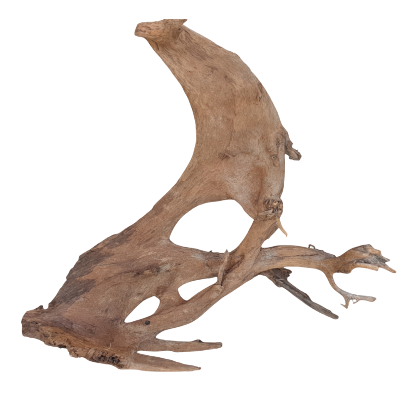 nieplesniejacy-korzen