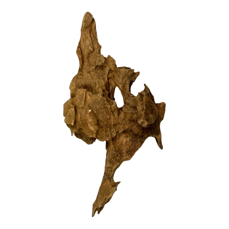 małe-korzenie-dla-ptasznika