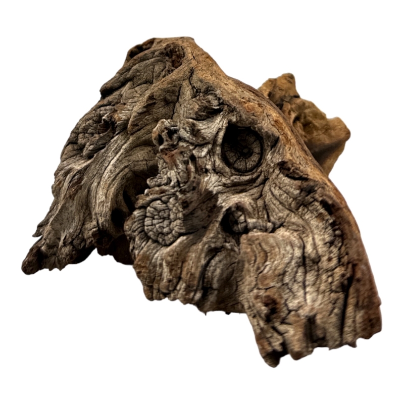 naturalny-korzen-mopani-wood-pod-mchy-i-porosty