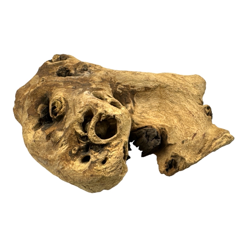 korzen-mopani-wood-unikalny-ksztalt-drewna