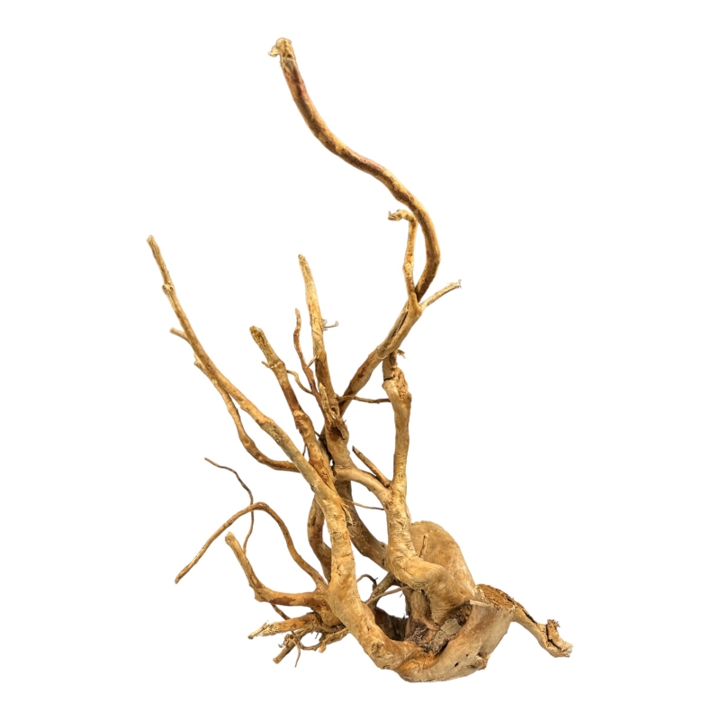 red-moor-japonski-korzen-do-terrarium