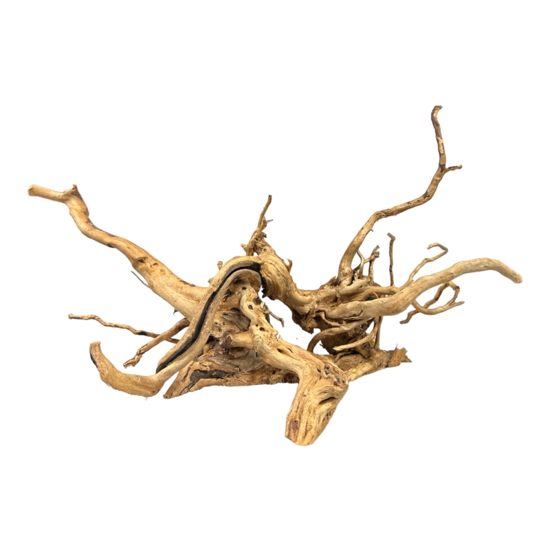 red-moor-korzen-japonski-do-akwarium