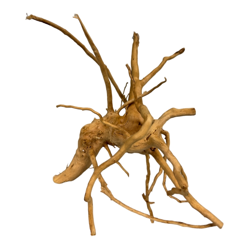 najładniejsze-korzenie-duzy-wybor