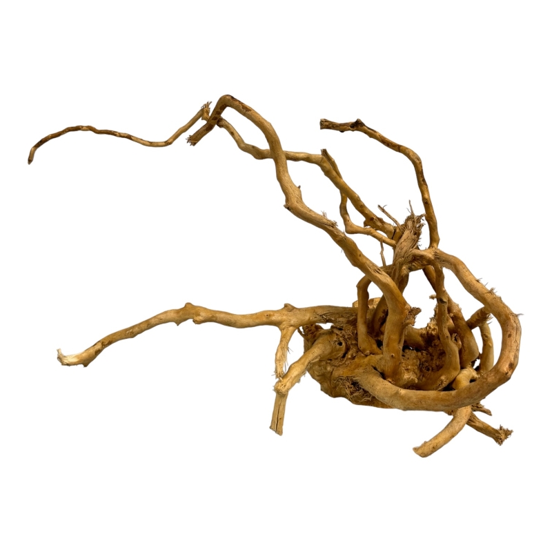 korzenie-terrarystyczne