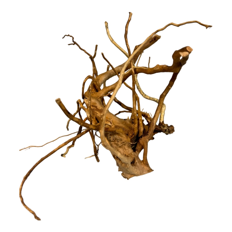 tu-kupisz-piekne-korzenie