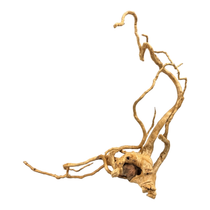 korzen-japonski-do-akwarium-i-terrarium