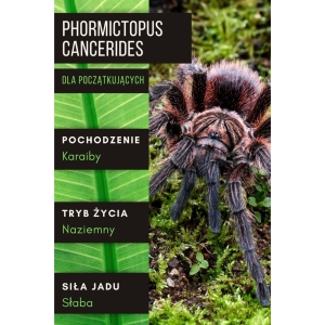 PAJĄK PTASZNIK PHORMICTOPUS CANCERIDES L4