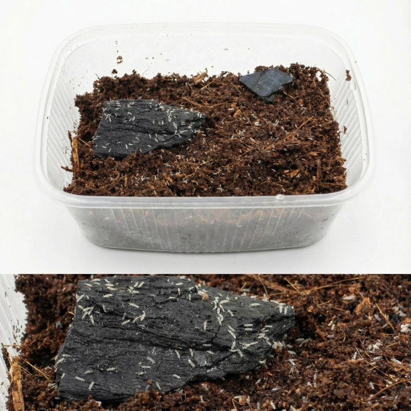 skoczogonki-do-terrarium