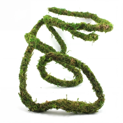 liana-z-mchem-do-terrarium.webp