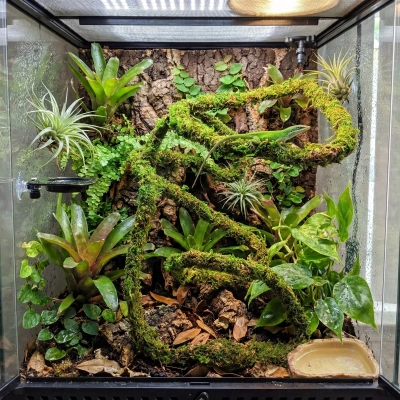 liana-z-mchem-do-terrarium-bioaktywnego