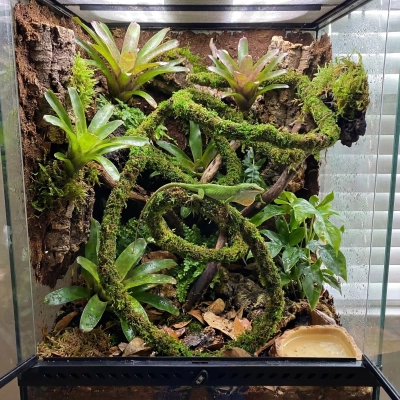 terrarium-aranzacja-liana-z-mchem-anolis-zielony