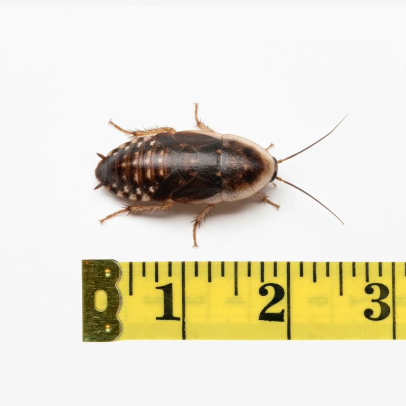 karaczan-dubia-2cm