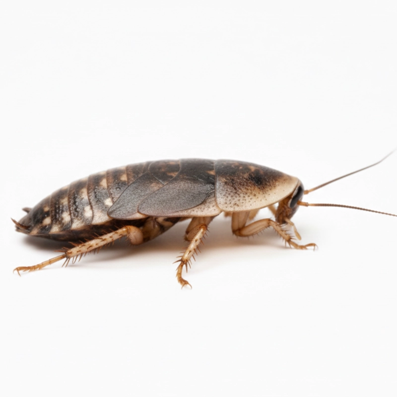 blaptica-dubia-owady-karmowe