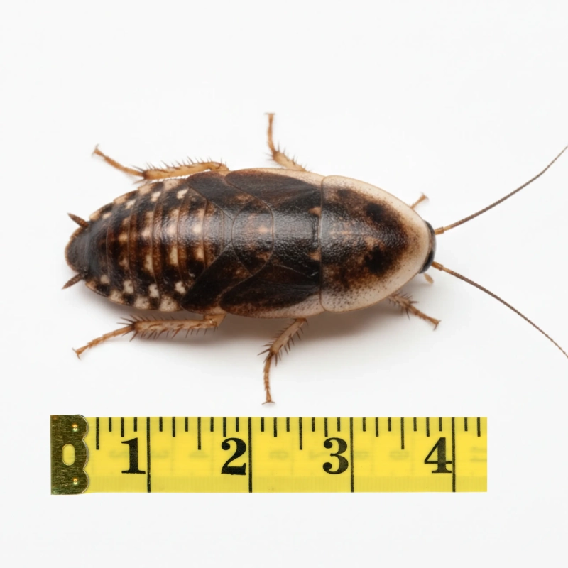 karaczan-dubia-4cm