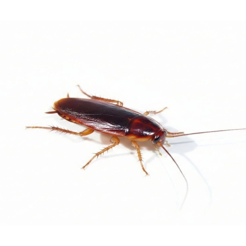 Shelfordella-lateralis-karaczan turecki